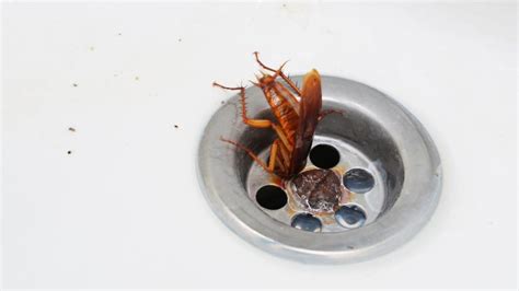 can cockroaches swim up drains? do they have the ability to adapt to water environments?